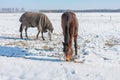 Dutch winter with snowy field and horses covered with blanket Royalty Free Stock Photo