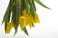 Dutch yellow tulips Royalty Free Stock Photo