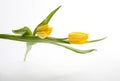 Dutch yellow tulips Royalty Free Stock Photo