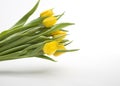 Dutch yellow tulips Royalty Free Stock Photo