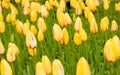 Dutch yellow tulips in Keukenhof park Royalty Free Stock Photo