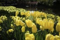 Dutch Yellow Tulips Royalty Free Stock Photo