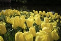 Dutch Yellow Tulips Royalty Free Stock Photo