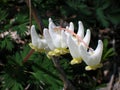 Dutchman's Breeches Royalty Free Stock Photo