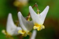 Dutchman`s Breeches blooms, southern Ontario