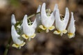 Dutchman's Breeches - Dicentra cucullaria Royalty Free Stock Photo