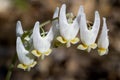 Dutchman's Breeches - Dicentra cucullaria