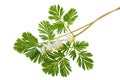 Dutchman's Breeches Dicentra cucullaria Royalty Free Stock Photo