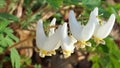Dutchmans Breeches (Dicentra cucullaria) Wildflower in Spring