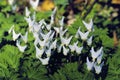 Dutchman`s Breeches  62680 Royalty Free Stock Photo