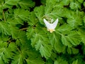 Dutchman's breeches with leaves