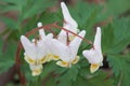 Dutchman's Breeches