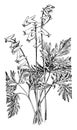 Dutchman`s Breeches vintage illustration