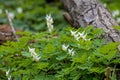 Dutchman`s Breeches Wild Flower On The Forest Floor