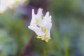 Dutchman`s Breeches Royalty Free Stock Photo