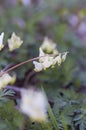 Dutchman`s Breeches Royalty Free Stock Photo