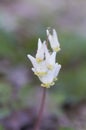 Dutchman`s Breeches Royalty Free Stock Photo
