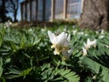 Dutchman\'s britches or breeches (Dicentra cucullaria) with white flowers in bright sunlight in early spring
