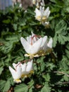 Dutchman\'s britches (Dicentra cucullaria) floweirng with white flowers in bright sunlight in early spring