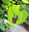 Dutchman`s pipe or pipevine