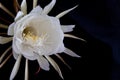 Dutchmans pipe cactus Royalty Free Stock Photo