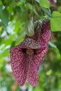 Dutchmans pipe flower Royalty Free Stock Photo