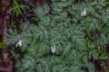 Dutchmen's Breeches, Dicentra Cucullaria, In Flower, Growing In
