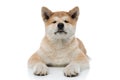 Dutiful Akita Inu looking forward while laying down