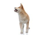 Dutiful Akita Inu panting and begging to the side Royalty Free Stock Photo