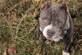 Dutiful American Bully looking upwards while felling guilty