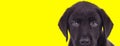 Dutiful black Labrador Retriever cub listening and being focused