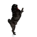 Dutiful black pug standing on its back legs and begging Royalty Free Stock Photo