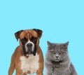 Dutiful Boxer looking forward beside British Long hair cat