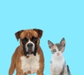 Dutiful Boxer looking forward and curious Metis cat cub