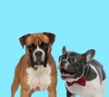 Dutiful Boxer looking forward and excited French bulldog panting Royalty Free Stock Photo