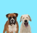 Dutiful Boxer looking forward and Labrador Retriever yelling