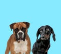 Dutiful Boxer looking forward and shy Tackel looking at it Royalty Free Stock Photo