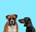 Dutiful Boxer looking forward and Tackel looking at it Royalty Free Stock Photo