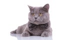 Dutiful British Shorthair cat wearing bowtie and waiting