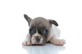 Dutiful French bulldog cub waiting and listening