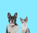 Dutiful French Bulldog and curious Metis cat cub looking forward Royalty Free Stock Photo