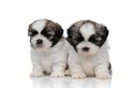 Dutiful Shih Tzu puppies looking forward and waiting