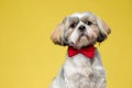 Dutiful Shih Tzu puppy looking forward focused and wearing bowtie