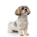 Dutiful Shih Tzu puppy waiting while sitting