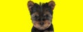 Dutiful Yorkshire Terrier looking forward Royalty Free Stock Photo