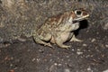 Duttaphrynus melanostictus is commonly called Asian common toad, Asian black - spined toad Royalty Free Stock Photo