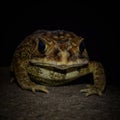 Duttaphrynus melanostictus in darkness