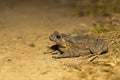 Duttaphrynus sp., Genus of true toads. Sukhai