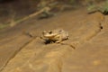 Duttaphrynus sp., Jaisalmer, Rajasthan