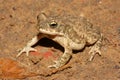 Duttaphrynus stomaticus - Indian marbled toad, Punjab toad, Indus Valley toad, or marbled toad in a natural habitat